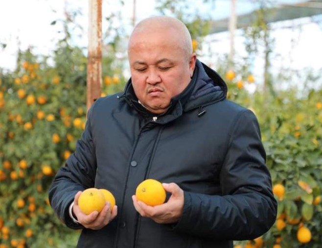 Сарыағаш ауданының диқандары лимон жинауды бастады